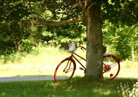 Red bicycle leans against tree, Saint- Sauveur, Quebec - Photo by David Innes