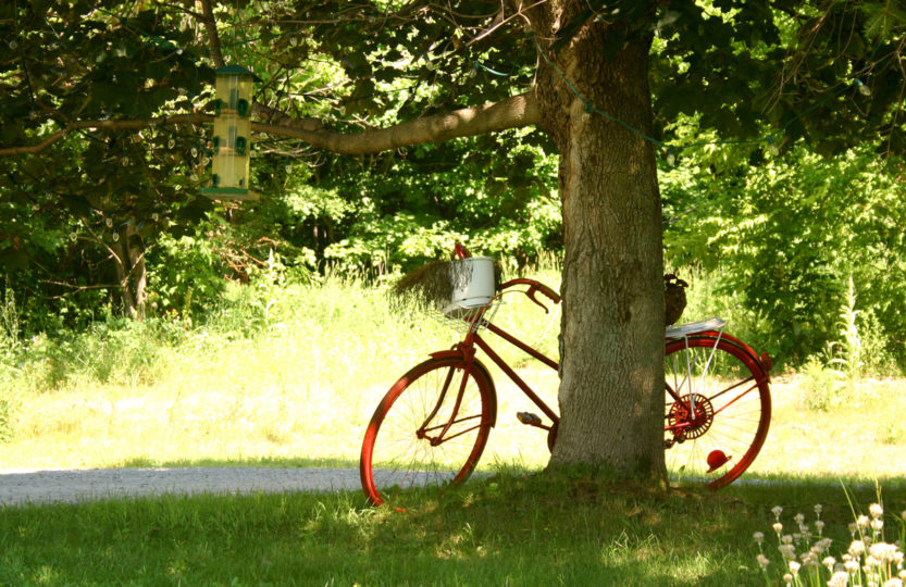 Red bicycle leans against tree, Saint- Sauveur, Quebec - Photo by David Innes