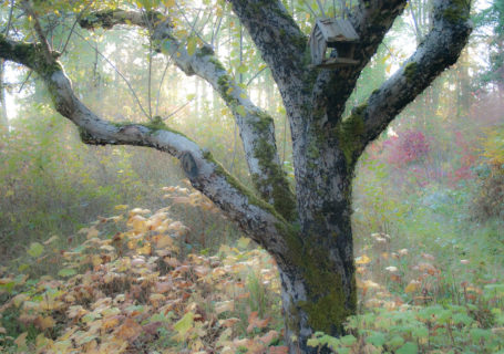 A tree, bare of leaves in mid autumn, takes on a mystical sheen in the late afternoon light - Photo by David Innes