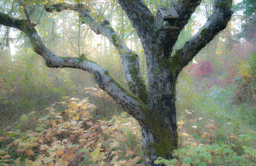 A tree, bare of leaves in mid autumn, takes on a mystical sheen in the late afternoon light - Photo by David Innes
