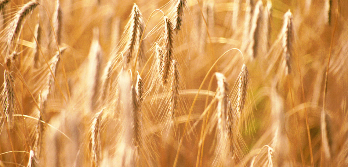 Ripe grain in a Saskatchewan field, ready to harvest - Photo by David Innes
