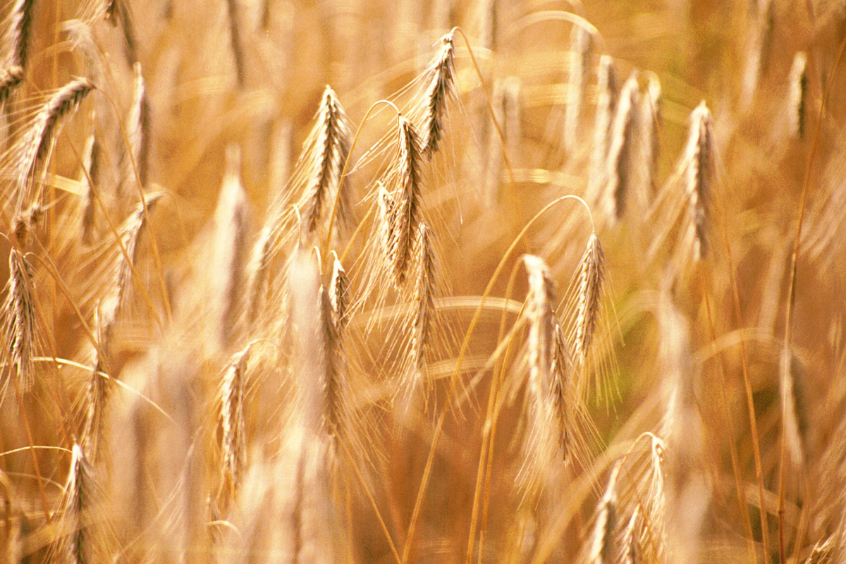 Ripe grain in a Saskatchewan field, ready to harvest - Photo by David Innes