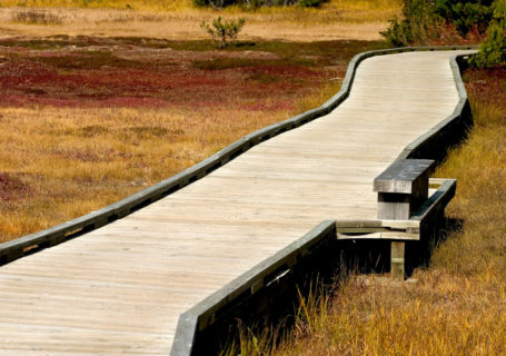 Wooden walkway in Paradise Meadows, Strathcona Park Vancouver Island BC - Photo by David Innes