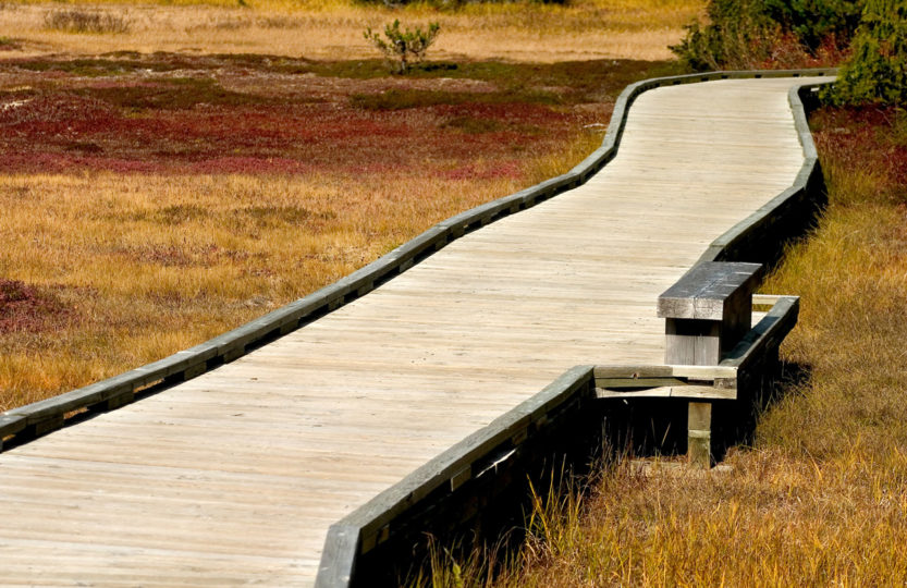 Wooden walkway in Paradise Meadows, Strathcona Park Vancouver Island BC - Photo by David Innes