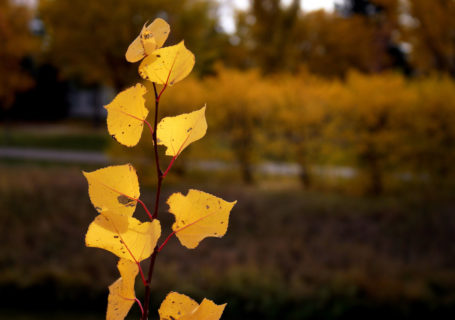 Fall leaves on Wascana - Photo by David Innes