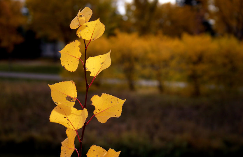 Fall leaves on Wascana - Photo by David Innes